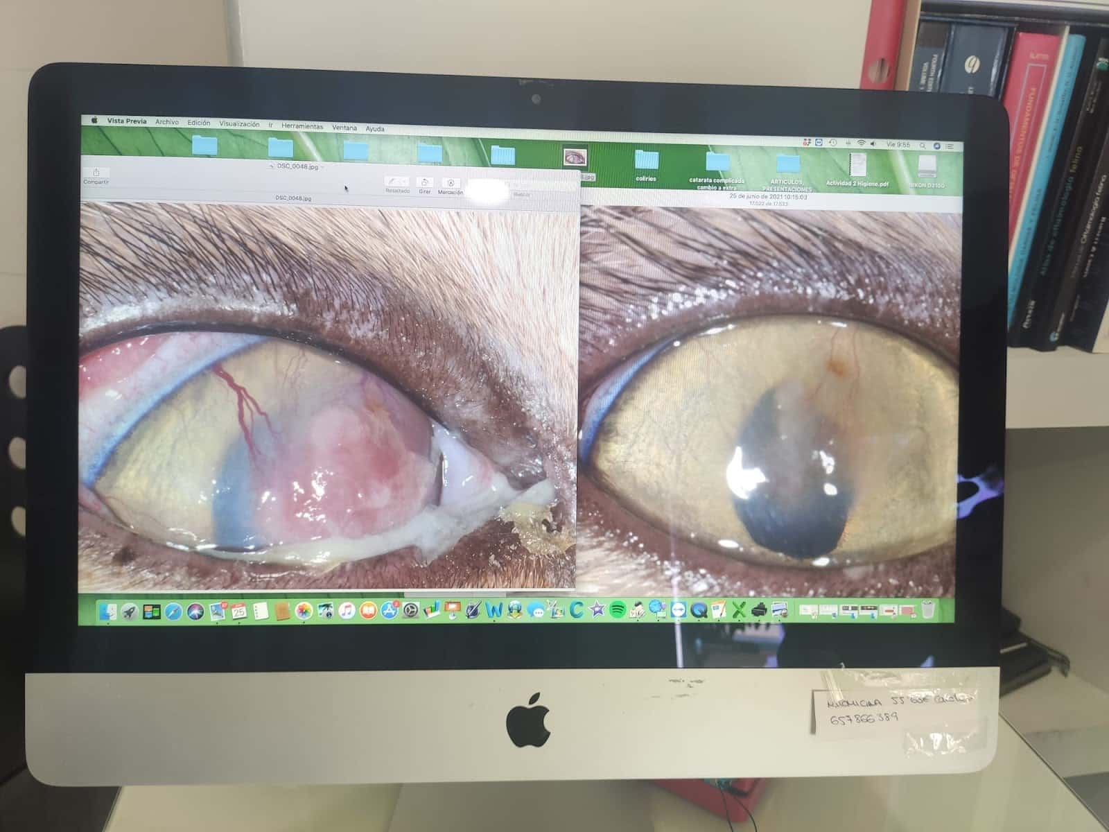 Oftalmología veterinaria Animal Vision