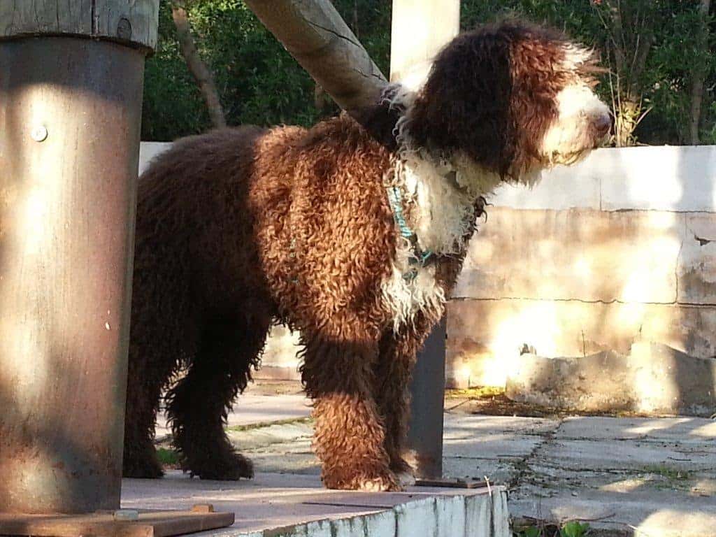 oftalmologia veterinaria animal vision veterinario centro barrio cruz de humilladero en malaga en malaga principalImage ADOPTA Sitios Pet Friendly