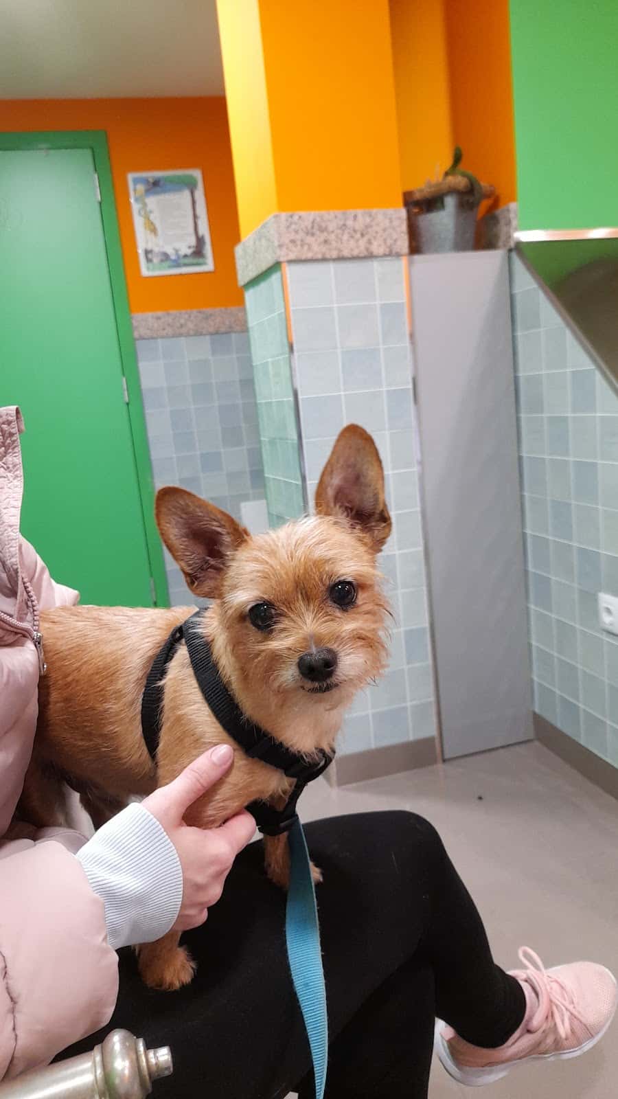 Clínica Veterinaria Vetéritas
