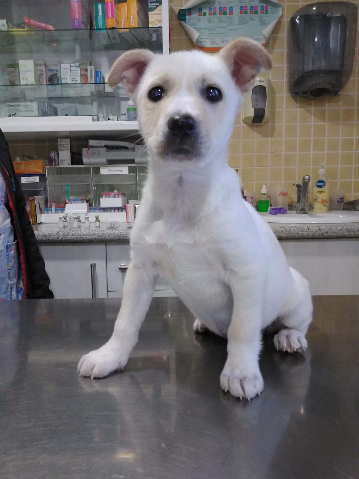 Archidona Clínica Veterinaria