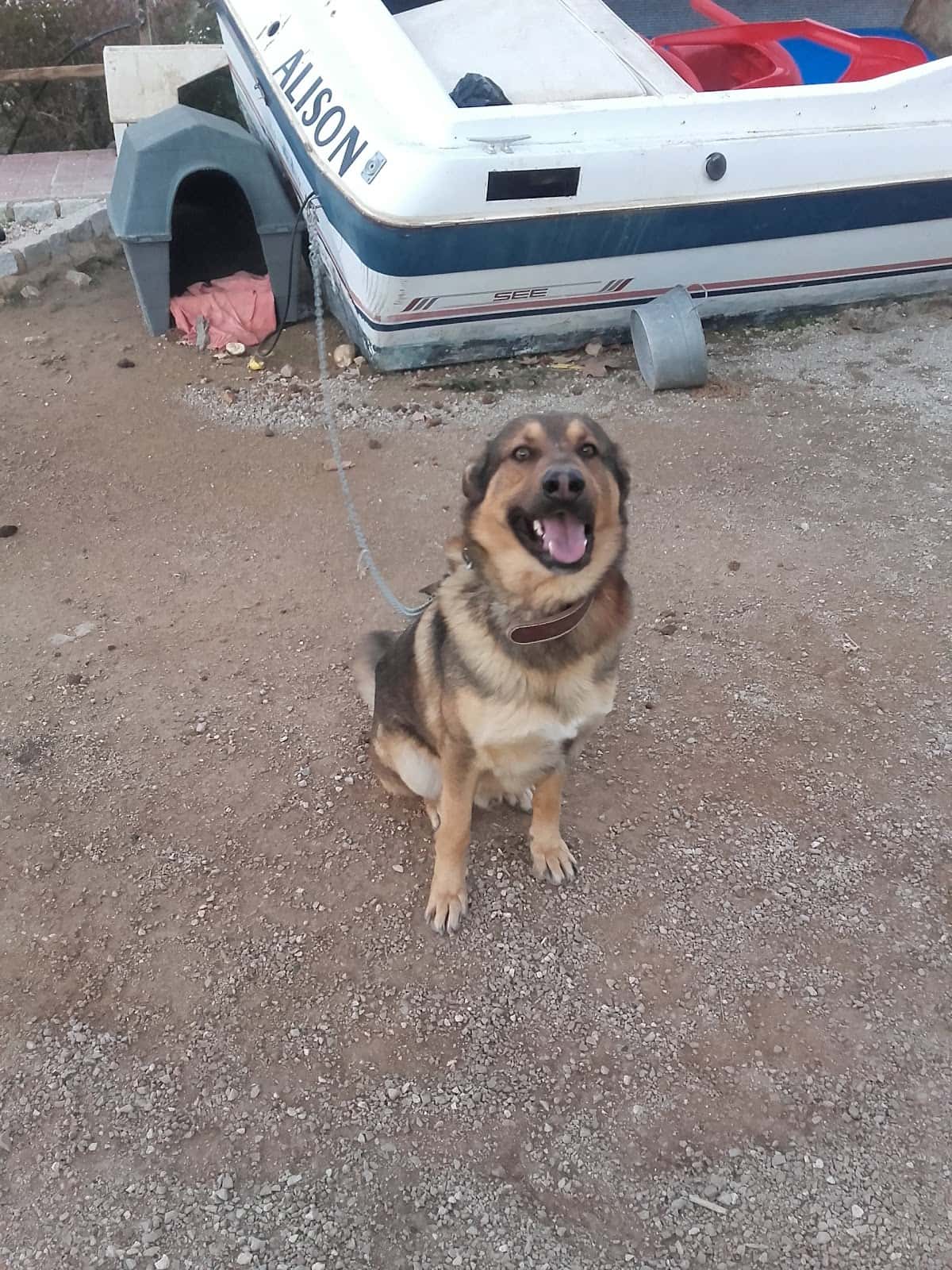 Archidona Clínica Veterinaria