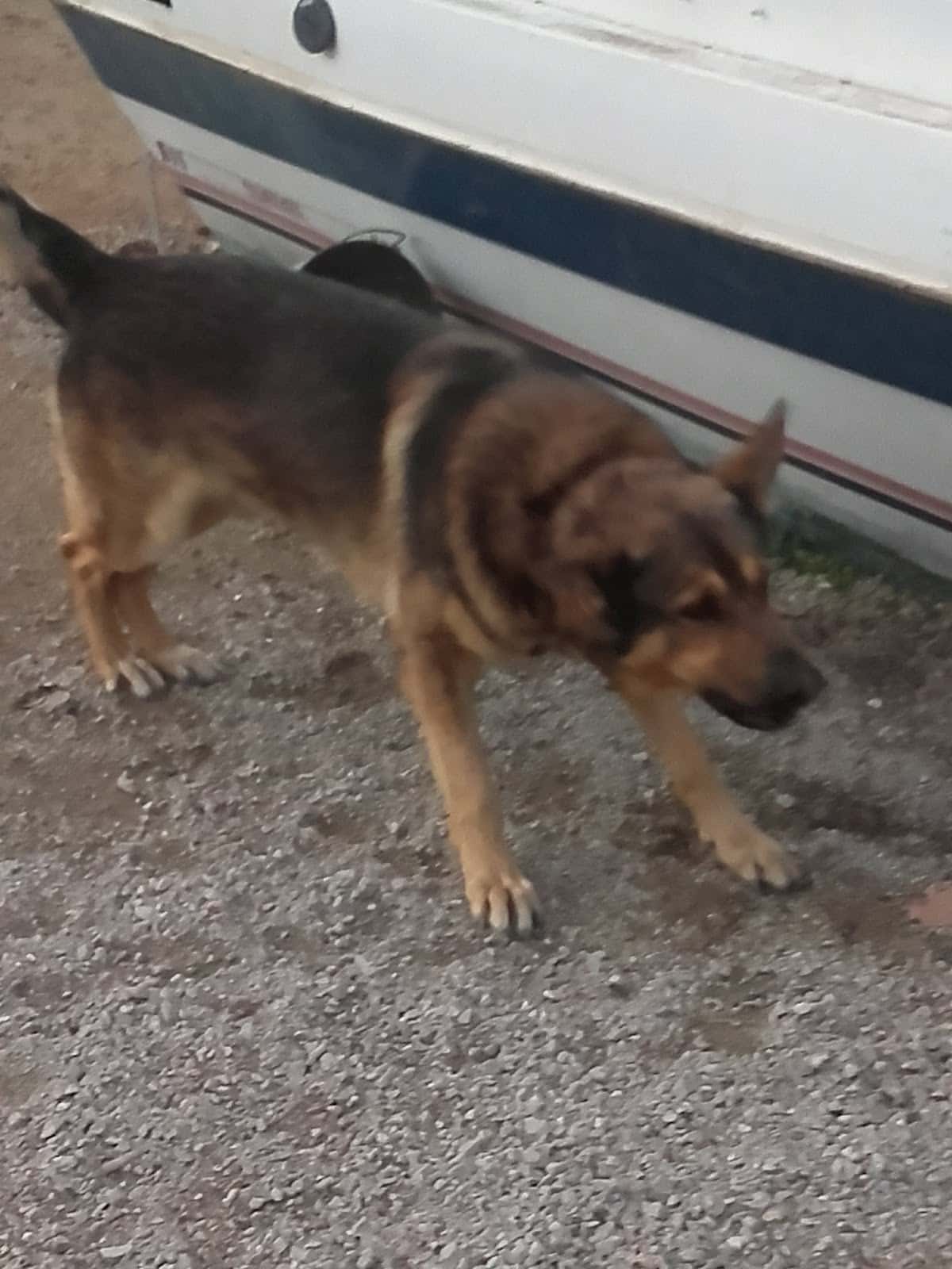 Archidona Clínica Veterinaria