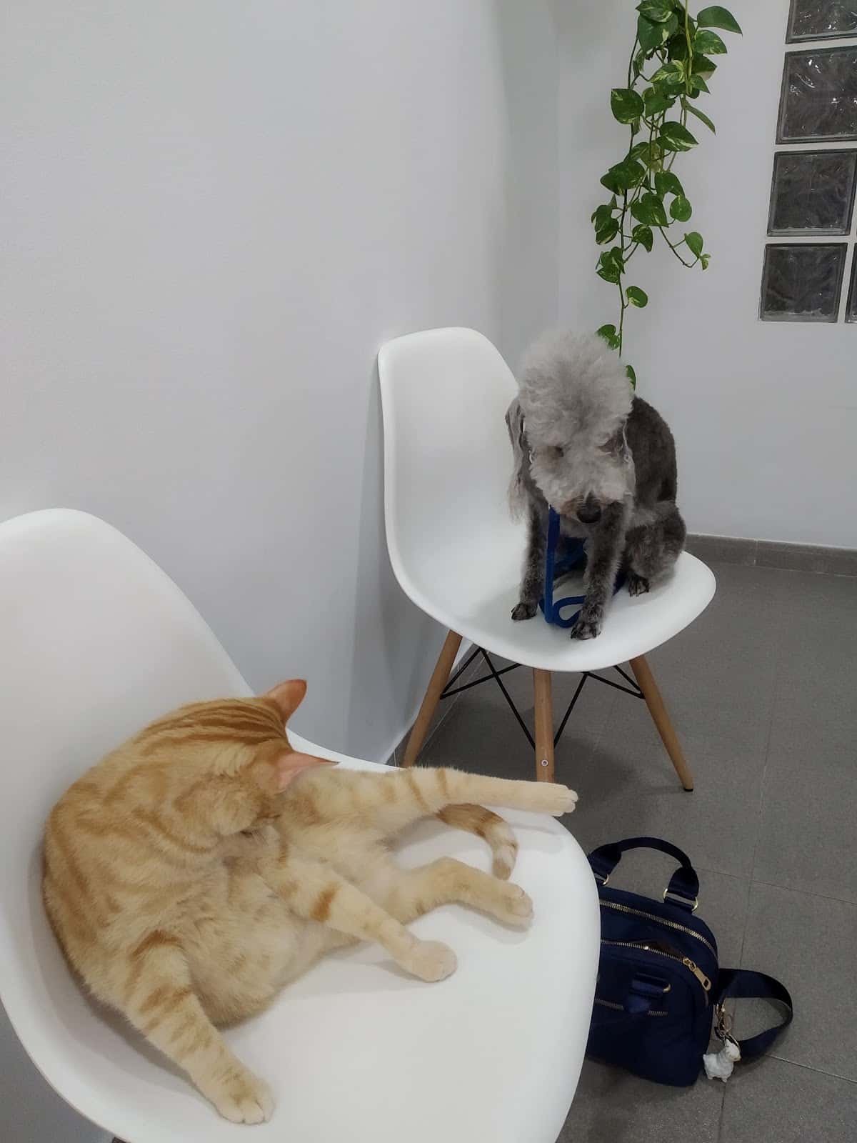 Clínica Veterinaria Wecan Rivera