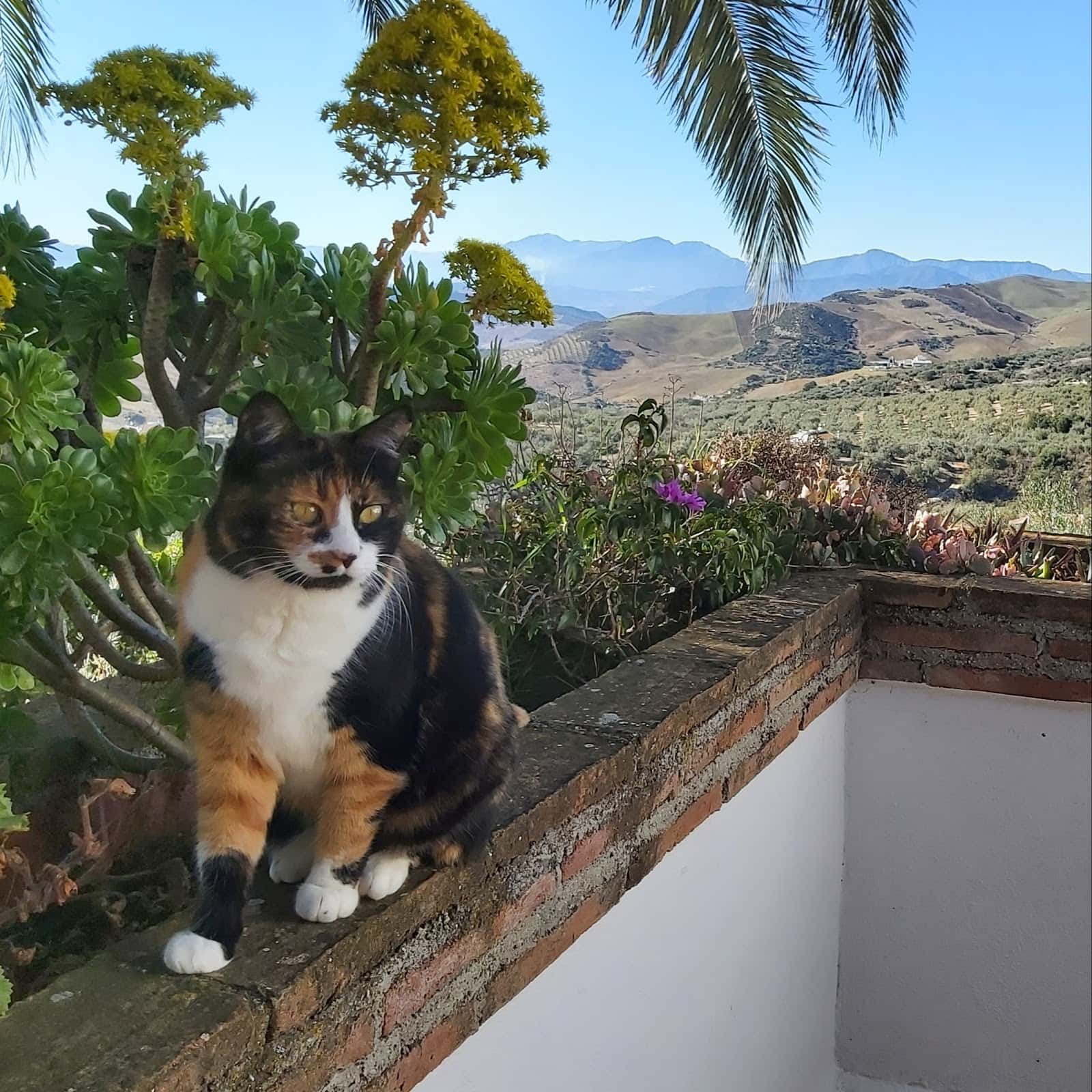 clinica veterinaria wecan rivera veterinario clinica en antequera en malaga principalImage ADOPTA Sitios Pet Friendly