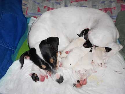 Clínica Veterinaria La Viña