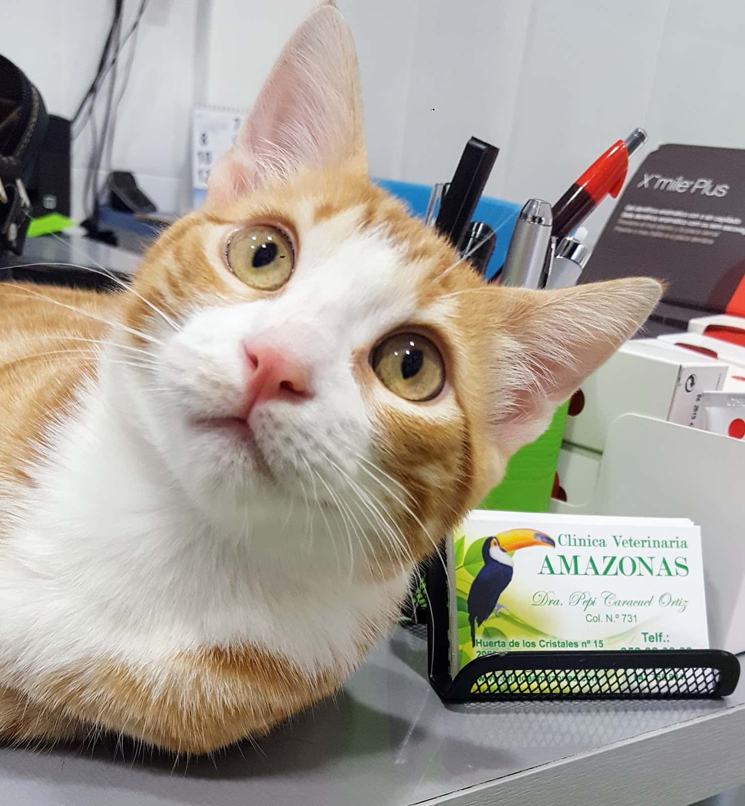 clinica veterinaria amazonas