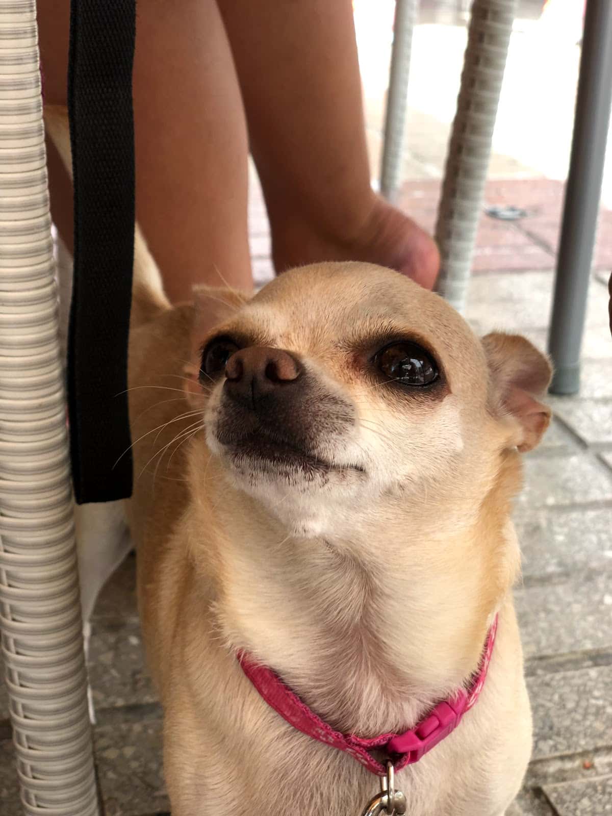Clínica Veterinaria Parque Central
