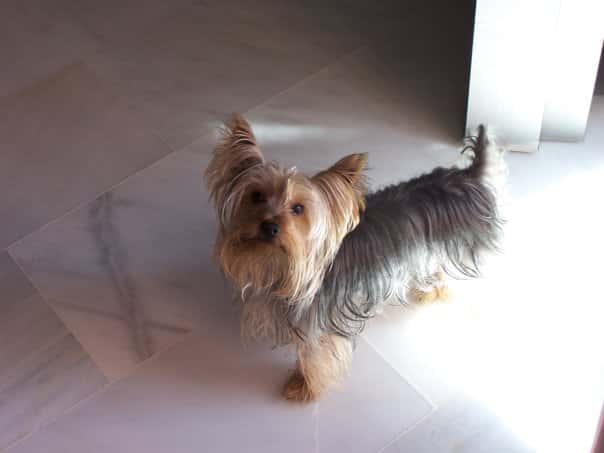 Clínica Veterinaria Tamara