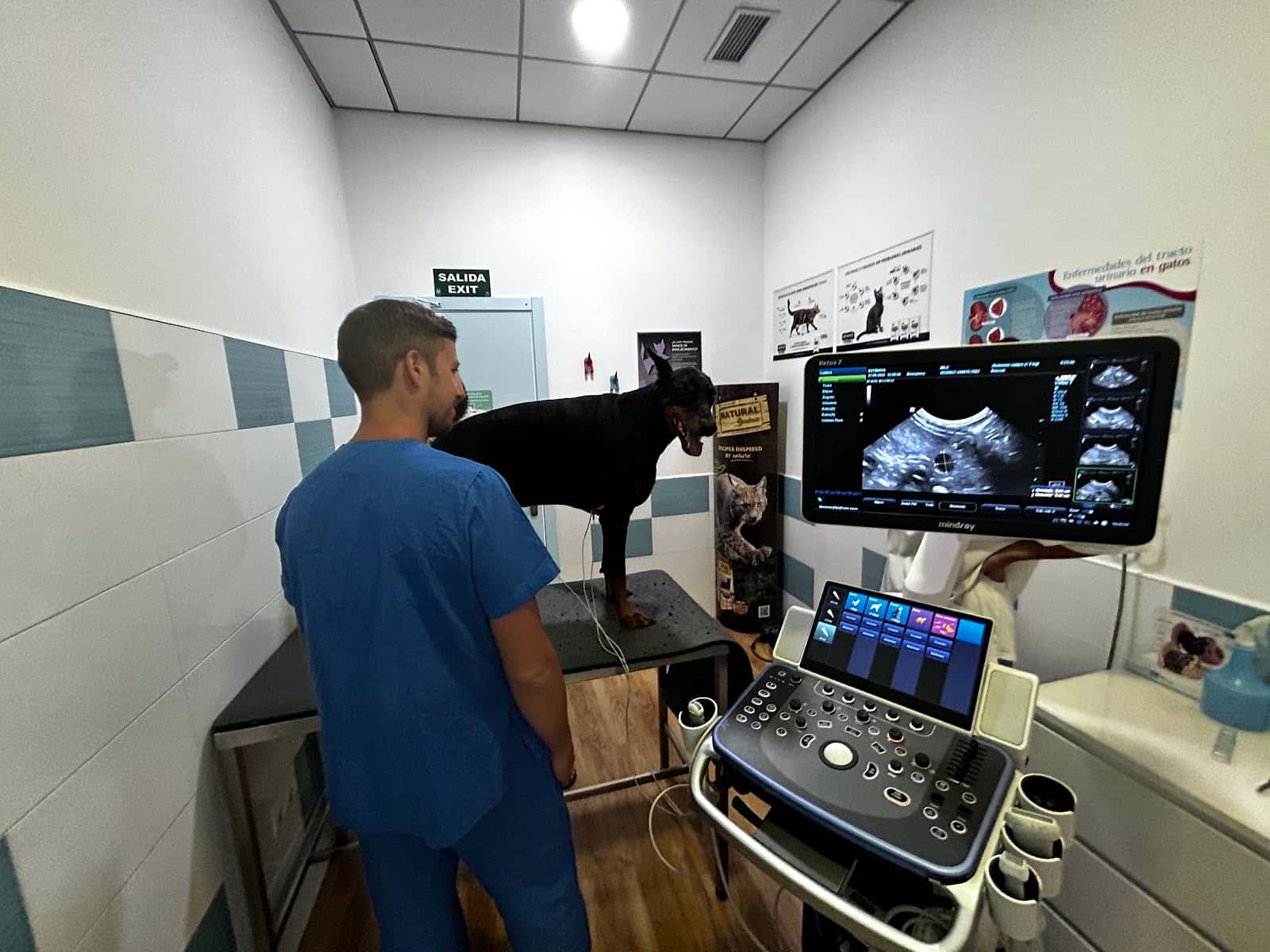 🫀🐕🐈⬛ Veterinario Especialista en Cardiología Leo La Delfa