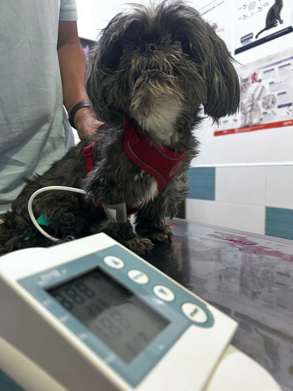 🫀🐕🐈⬛ Veterinario Especialista en Cardiología Leo La Delfa