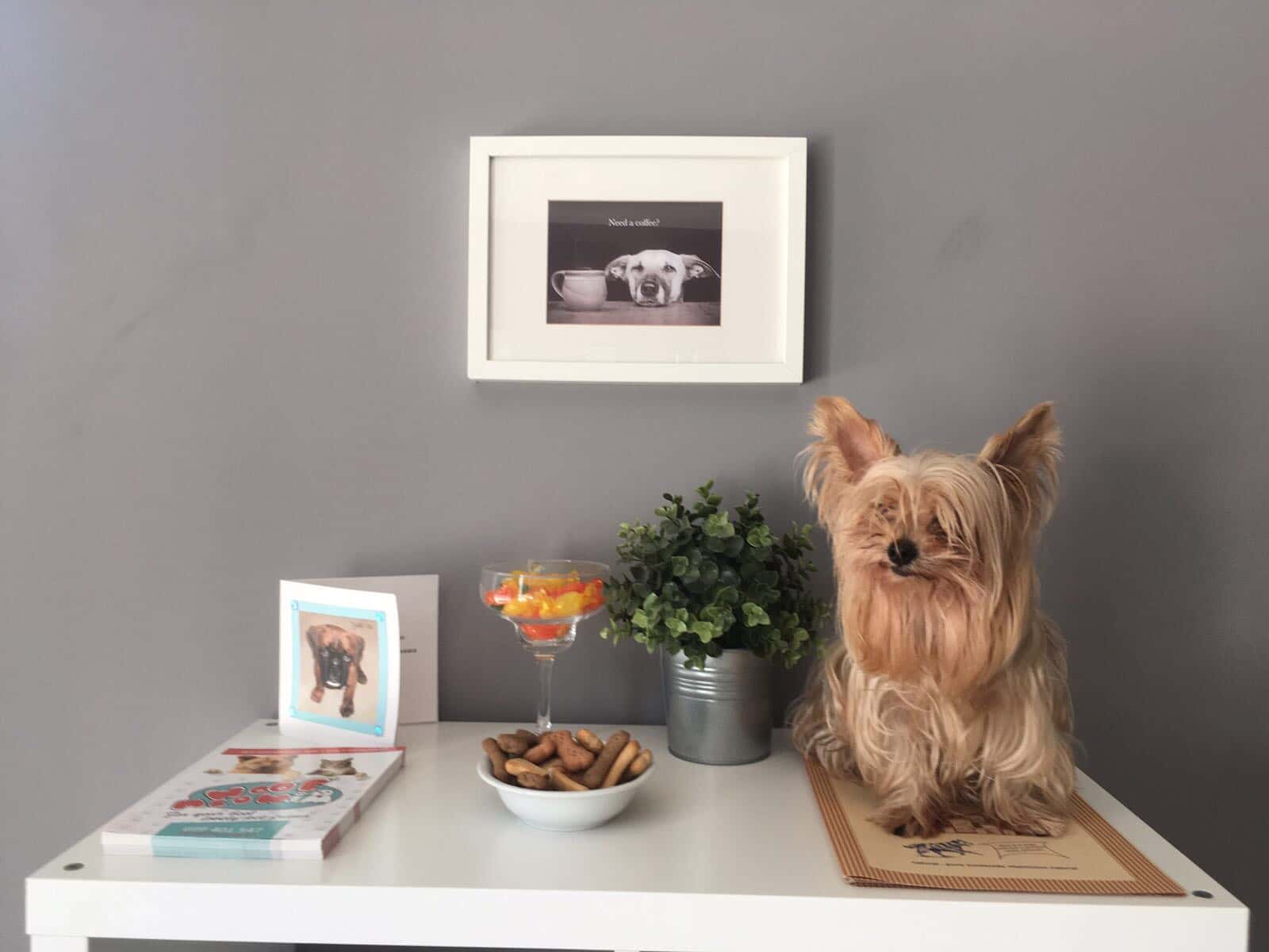 Urvet Marbella Urgencias Veterinarias