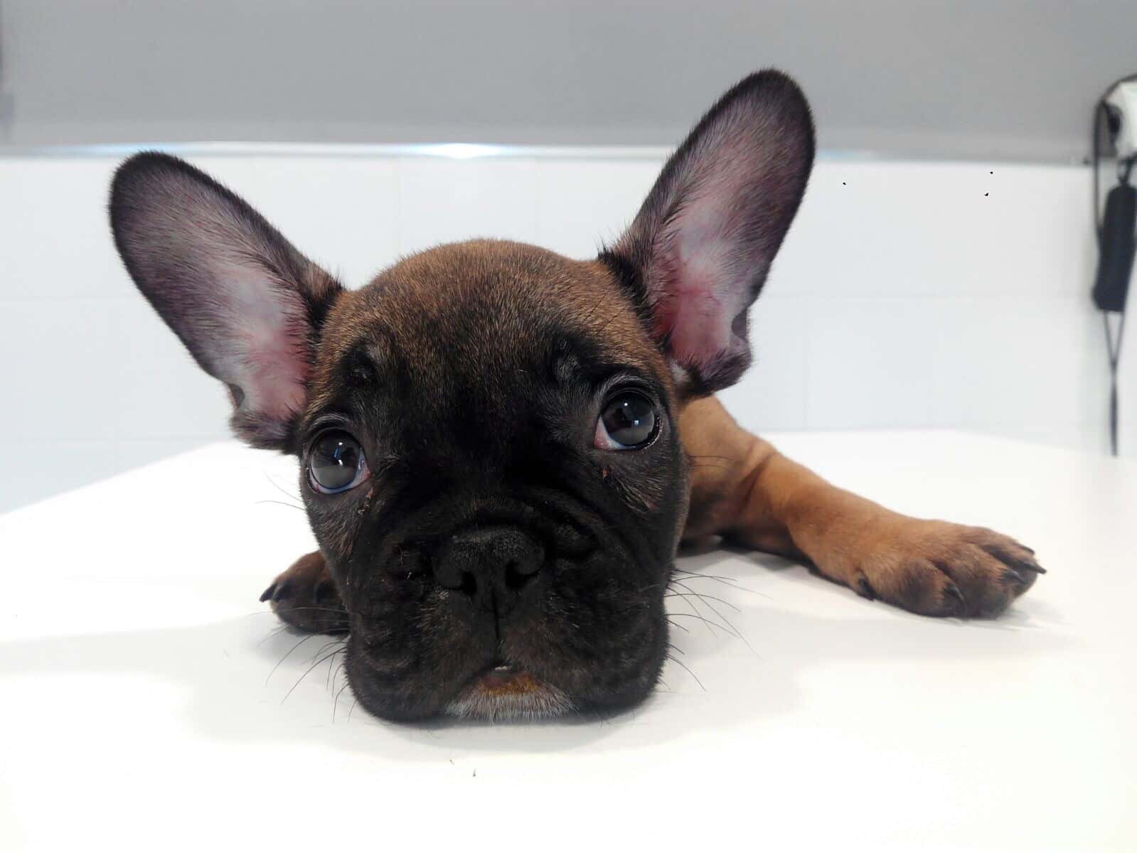 Urvet Marbella Urgencias Veterinarias