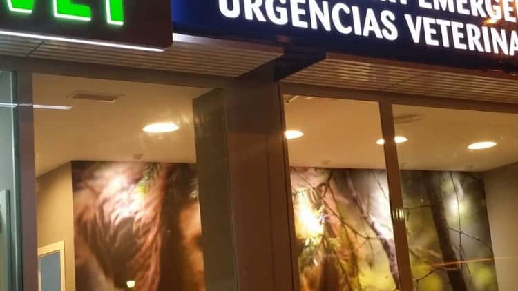 urvet marbella urgencias veterinarias veterinario centro en marbella en malaga principalImage ADOPTA Sitios Pet Friendly