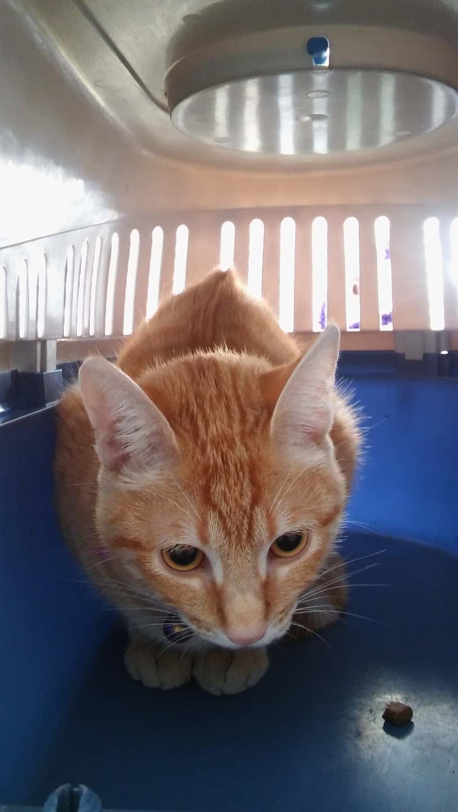 Clinica Veterinaria La Pantera Rosa