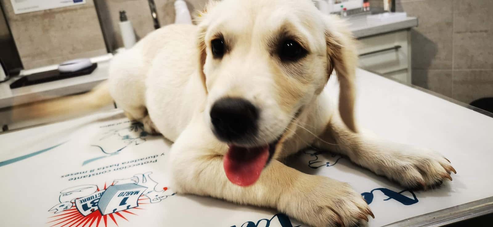 Vetxana, Clinica Veterinaria