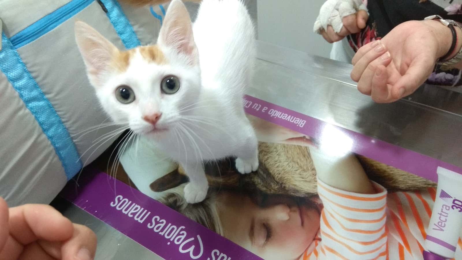 Vetxana, Clinica Veterinaria