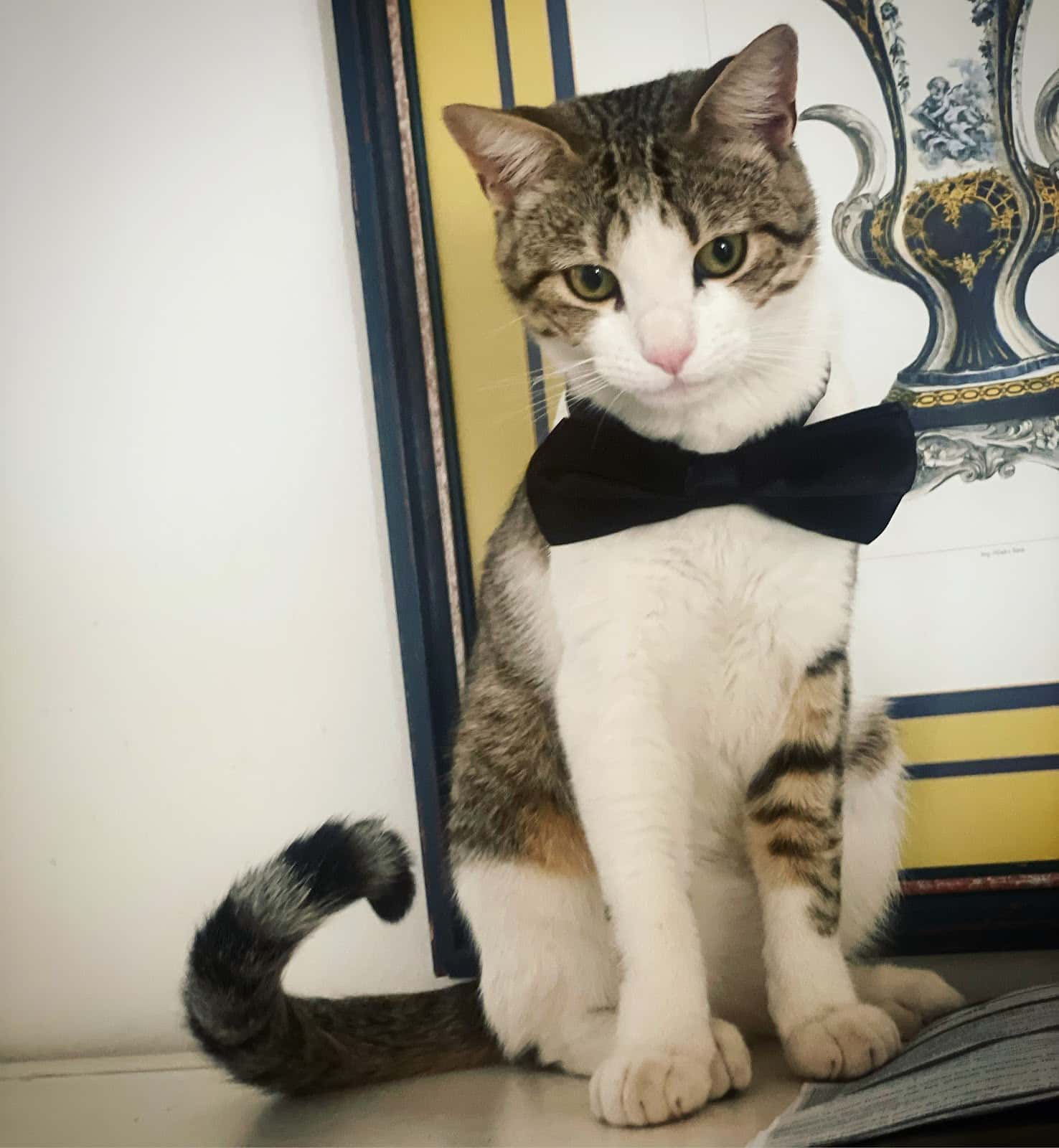Clínica Veterinaria Sierra Blanca
