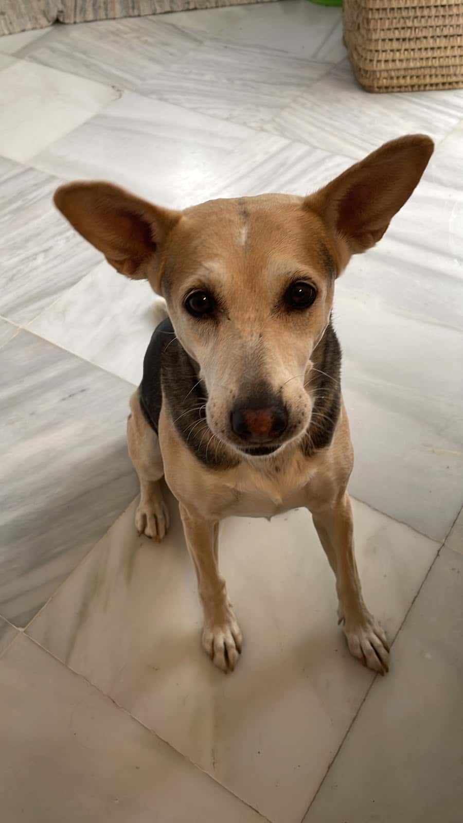 Clínica Veterinaria Sierra Blanca