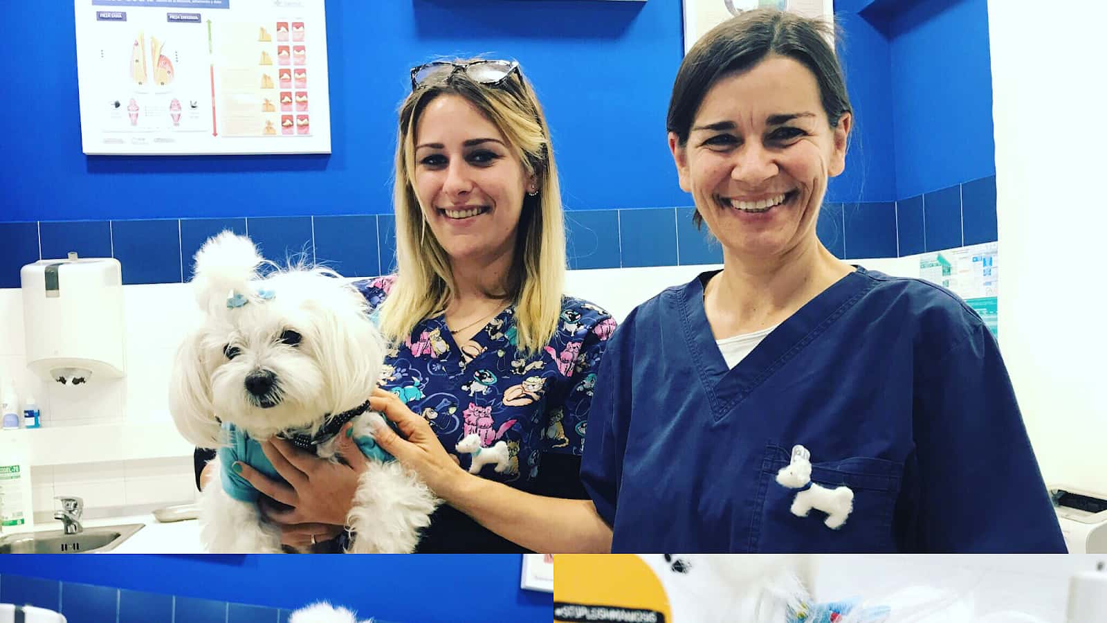 centro veterinario equus can veterinario centro en marbella en malaga principalImage ADOPTA Sitios Pet Friendly
