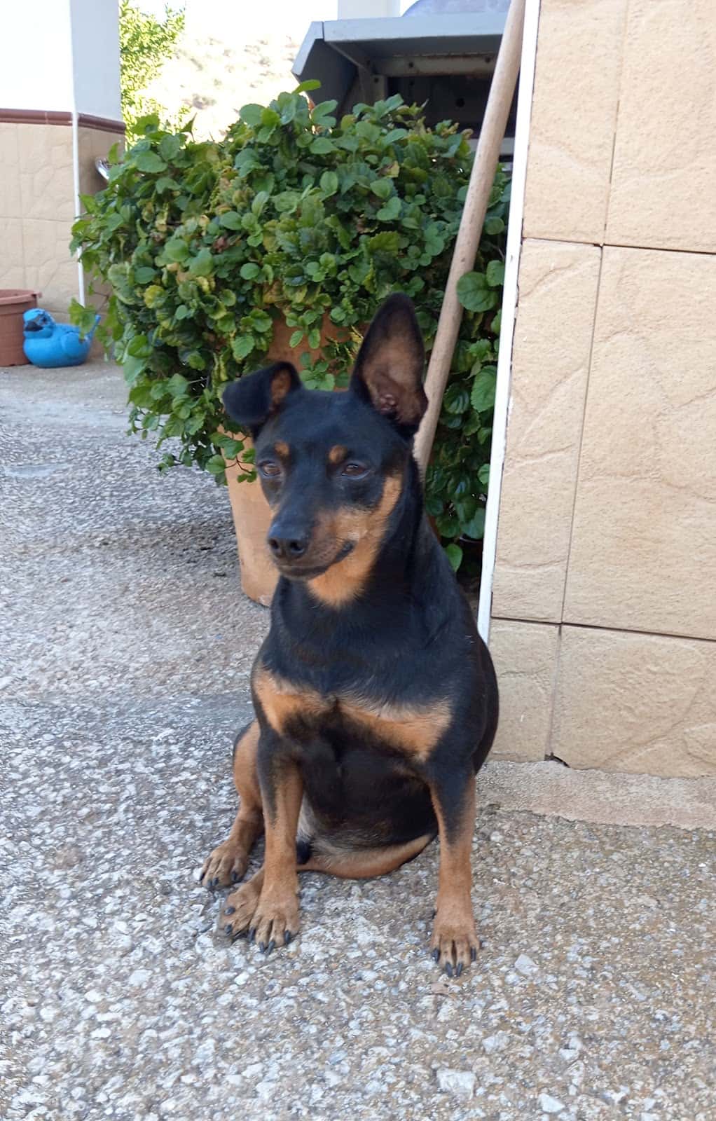 Veterinario Colmenar