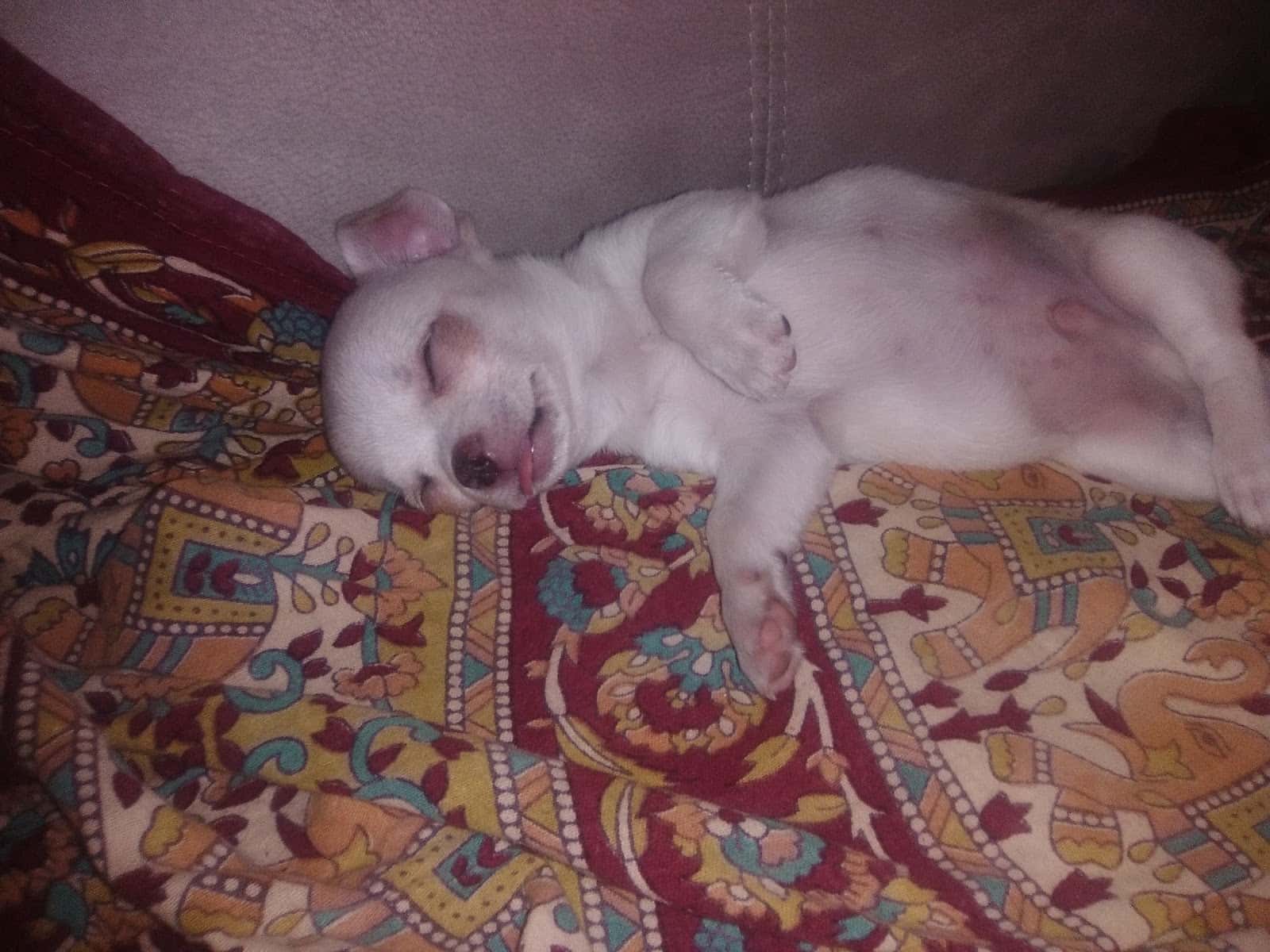 Clínica Veterinaria Teckel