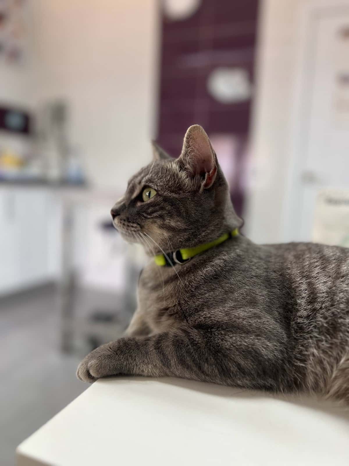 Centro Veterinario El Pinillo