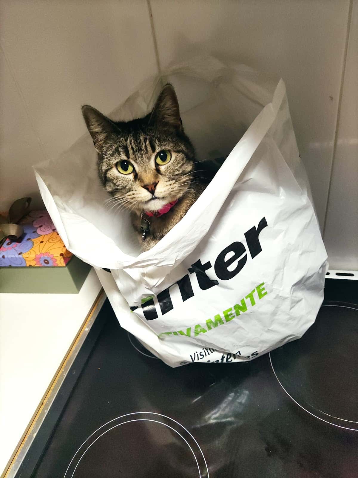 Clínica Veterinaria PinoVet El Pinillo Torremolinos
