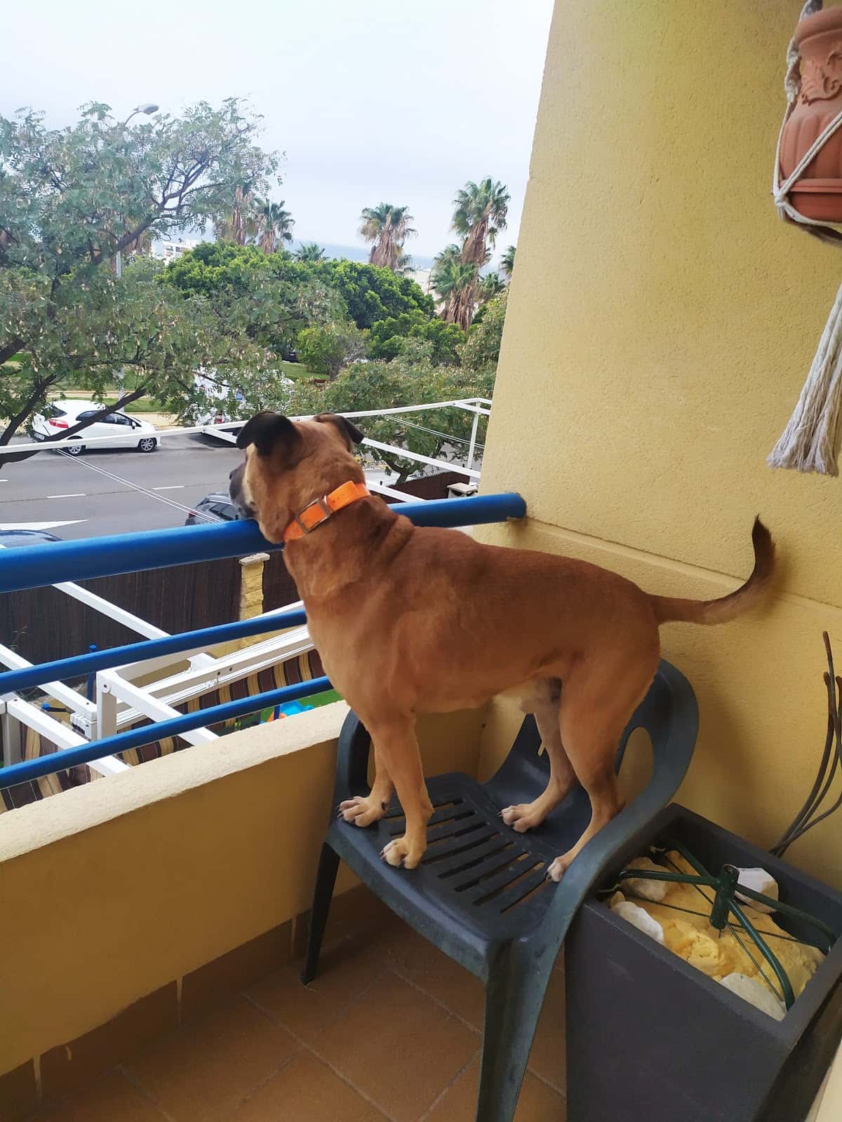 Clínica Veterinaria PinoVet El Pinillo Torremolinos