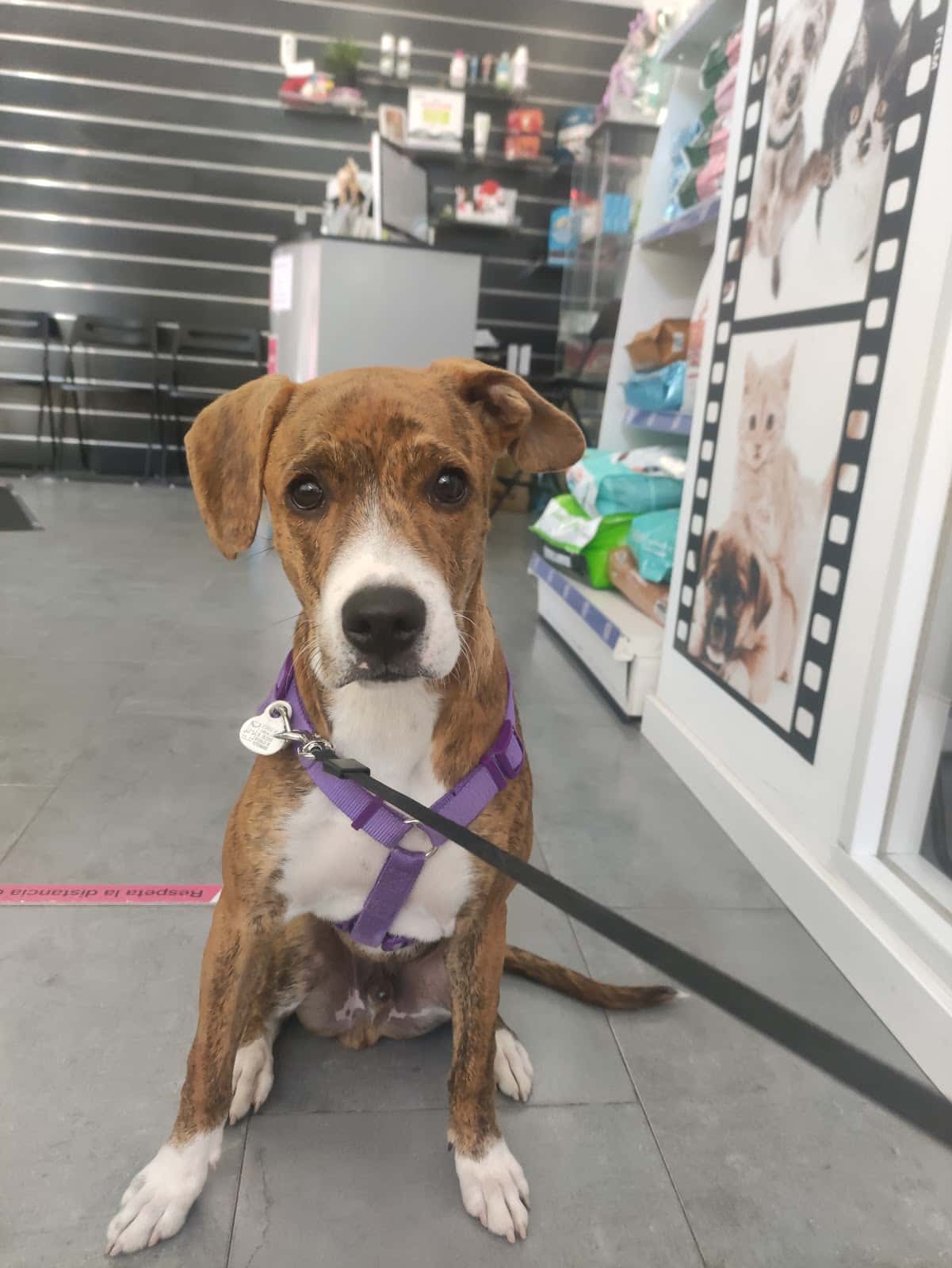 Clínica Veterinaria PinoVet El Pinillo Torremolinos