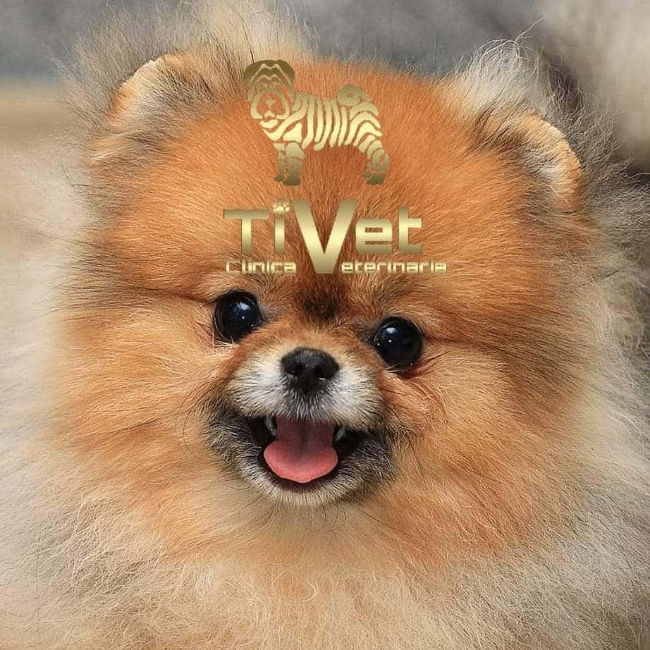 TIVET clínica Veterinaria