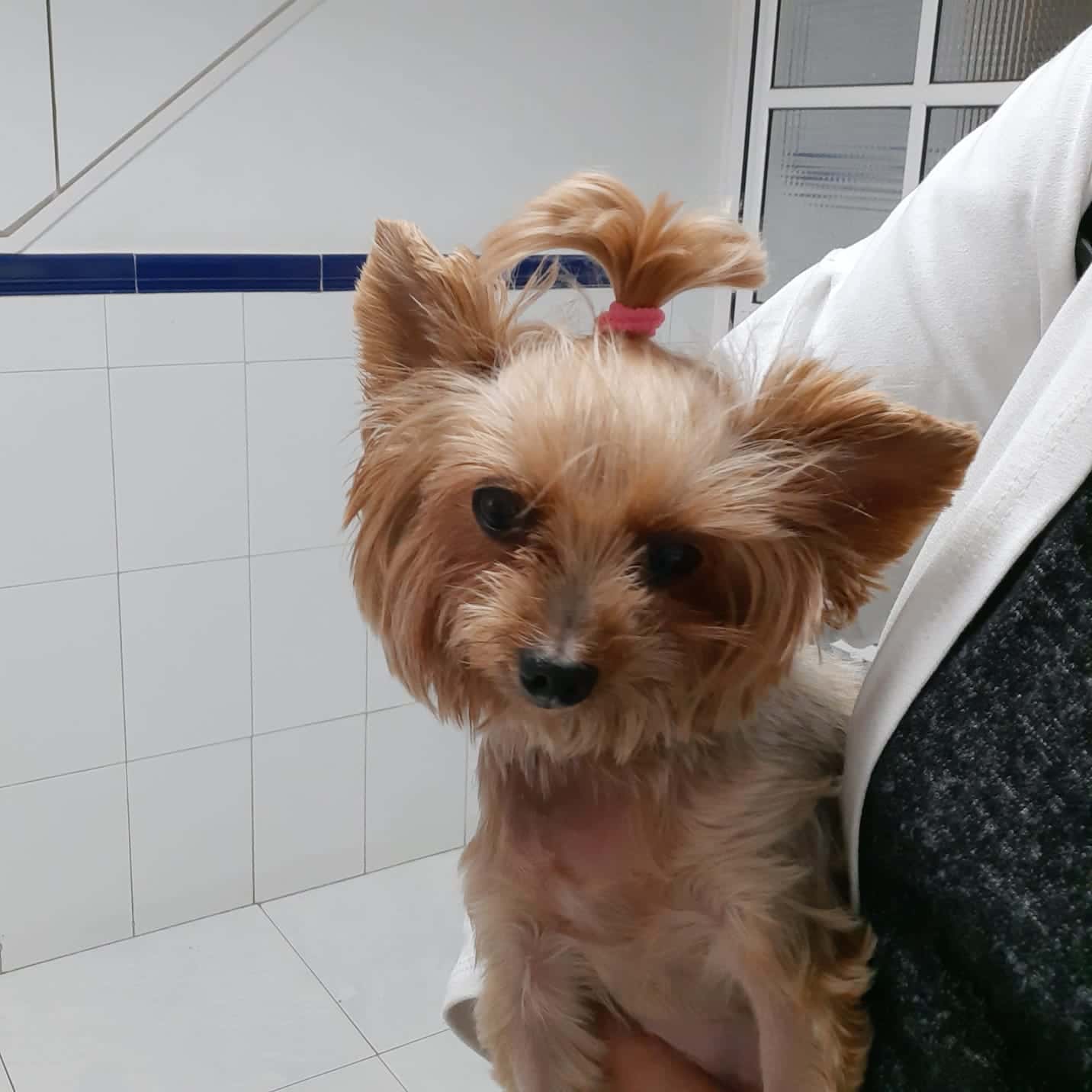 centro veterinario benalmadena costa veterinario centro en benalmadena en malaga principalImage ADOPTA Sitios Pet Friendly