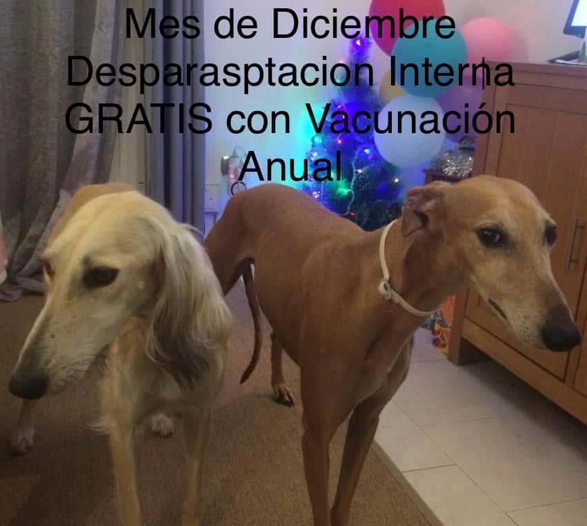 WolikVet Clinica Veterinaria - Marbella