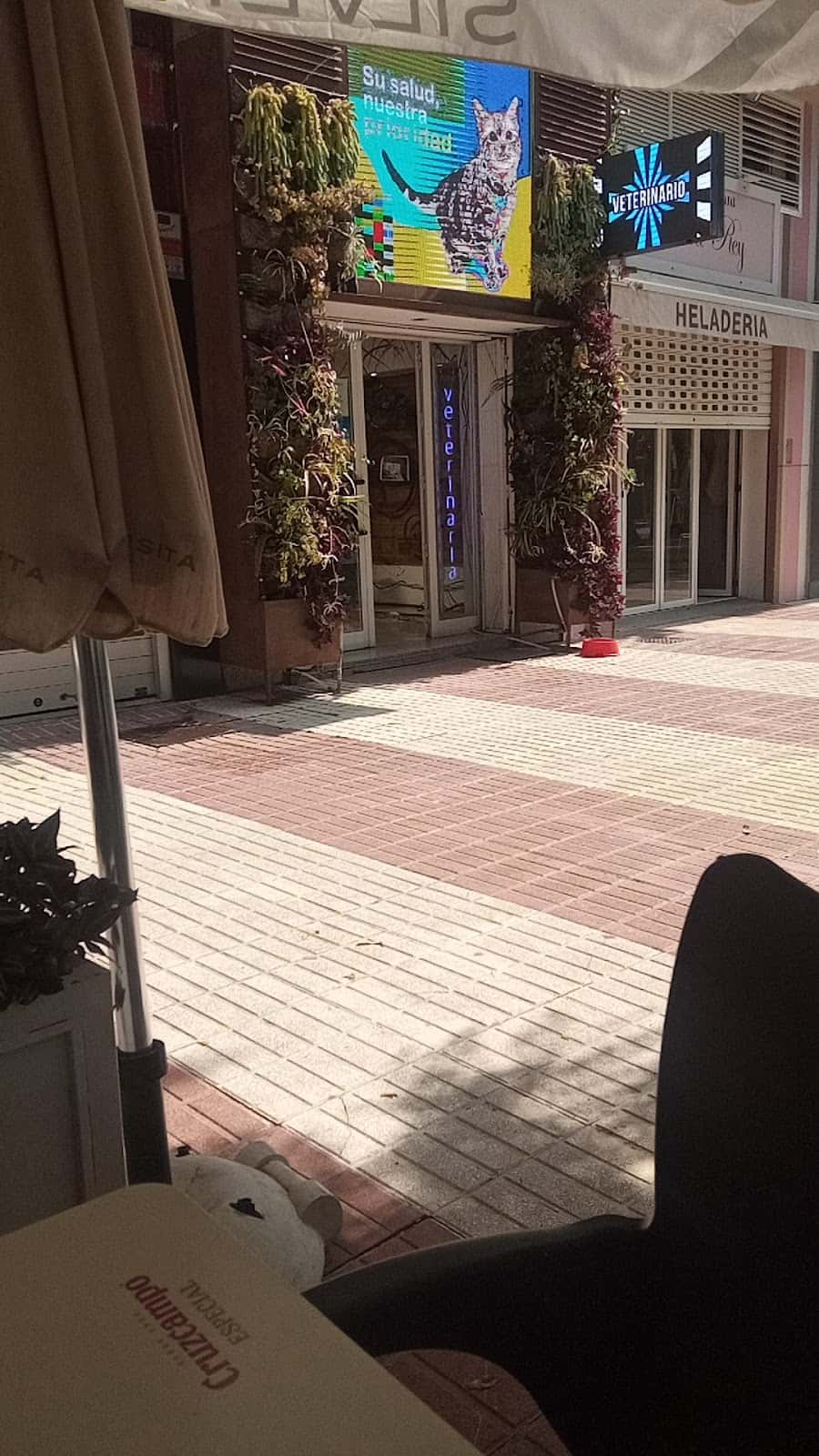 wolikvet clinica veterinaria   marbella veterinario clinica en marbella en malaga principalImage ADOPTA Sitios Pet Friendly