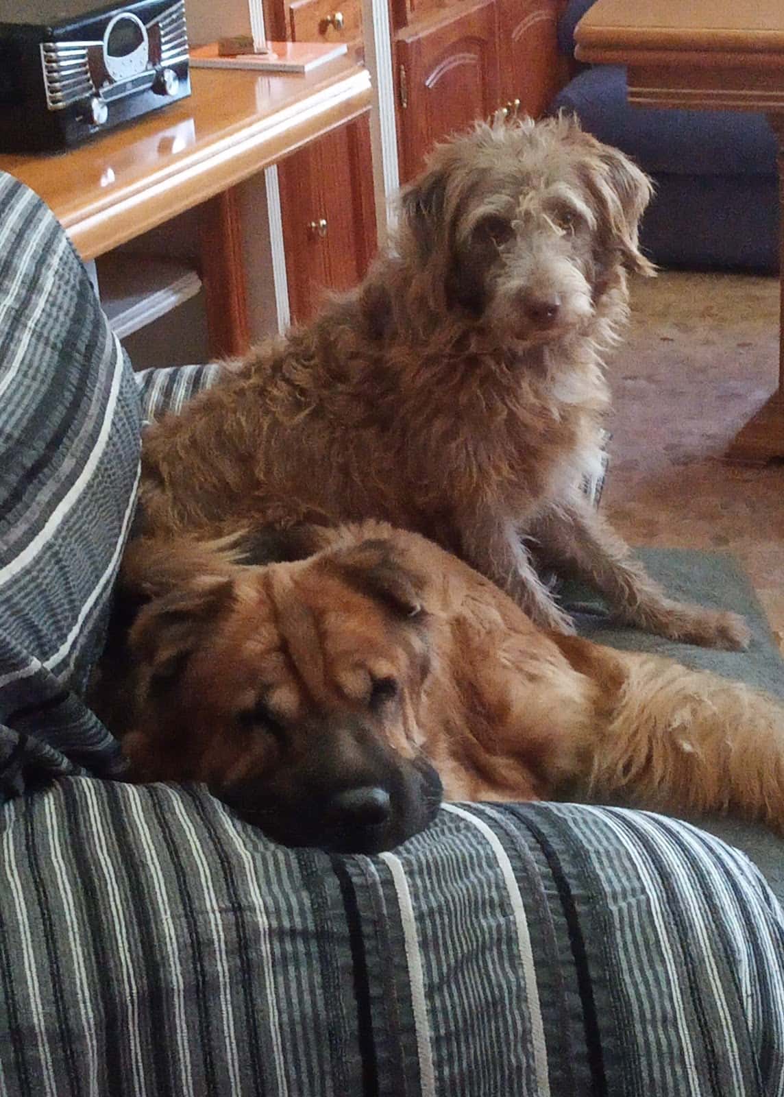 Clínica Veterinaria Álamos