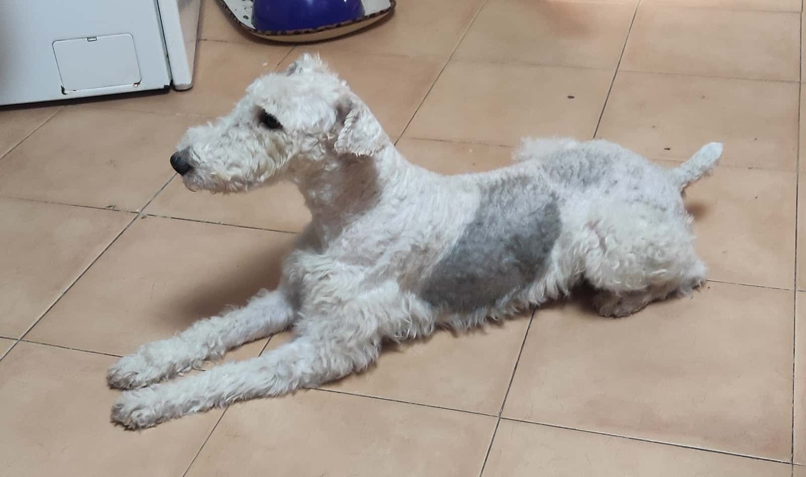 Clinyvet Centro Veterinario