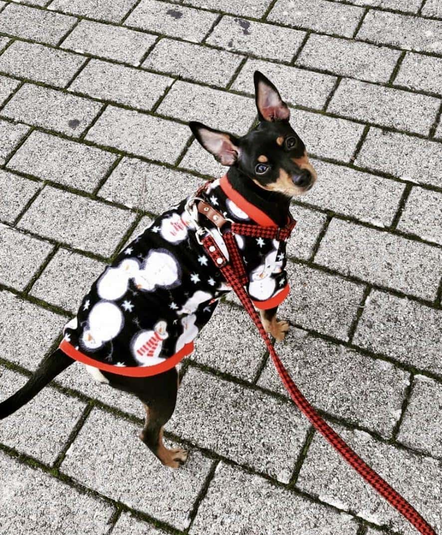 Tu Veterinario en Casa