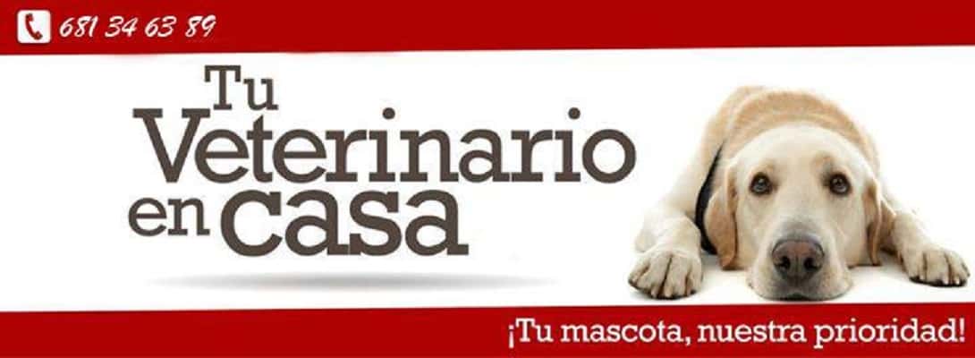 tu veterinario en casa veterinario a domicilio barrio distrito centro en malaga en malaga principalImage ADOPTA Sitios Pet Friendly