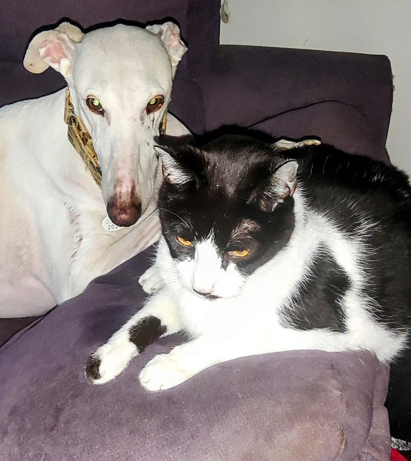 Hospital Veterinario Animales de Compañia