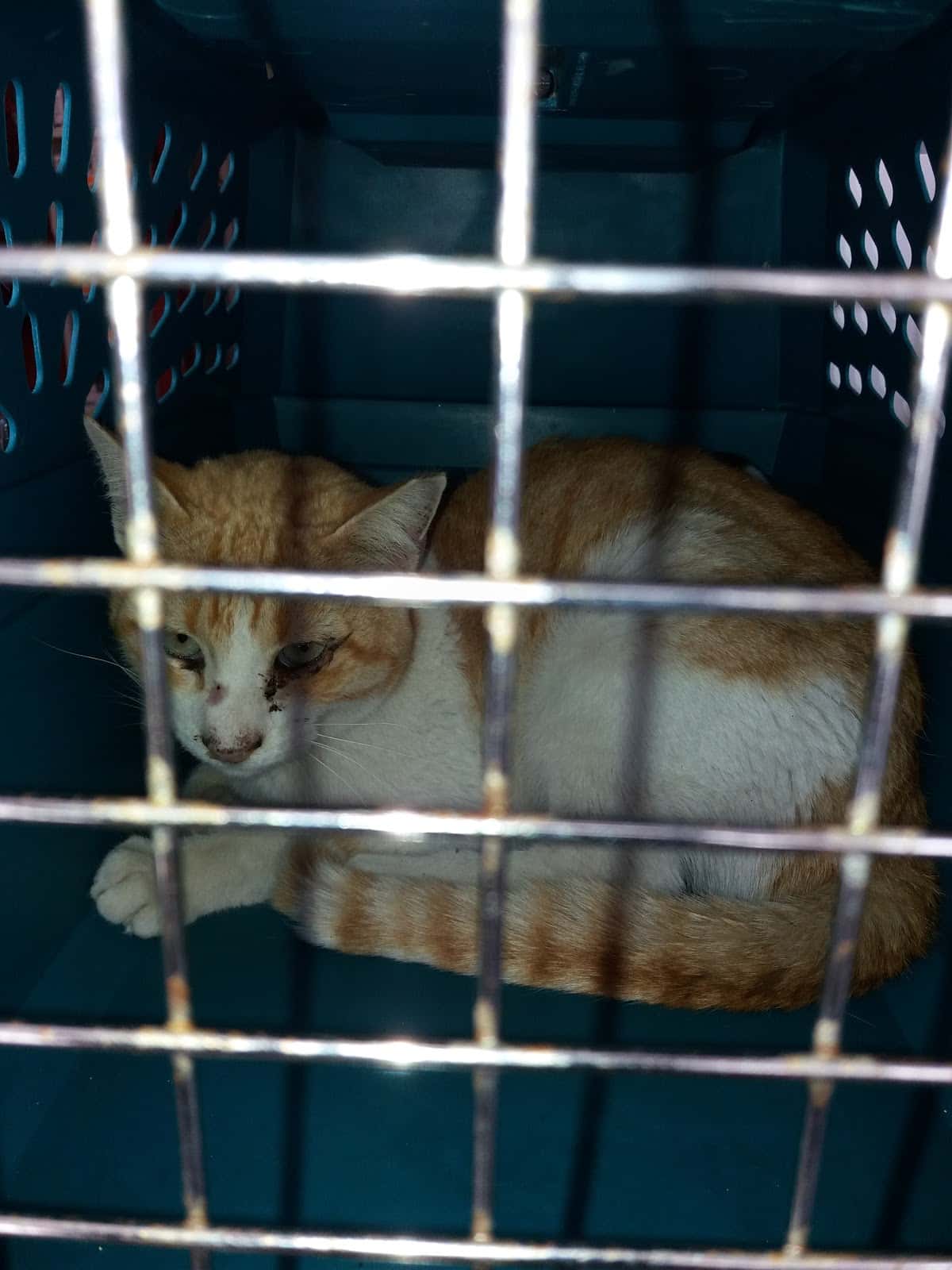 Hospital Veterinario Animales de Compañia