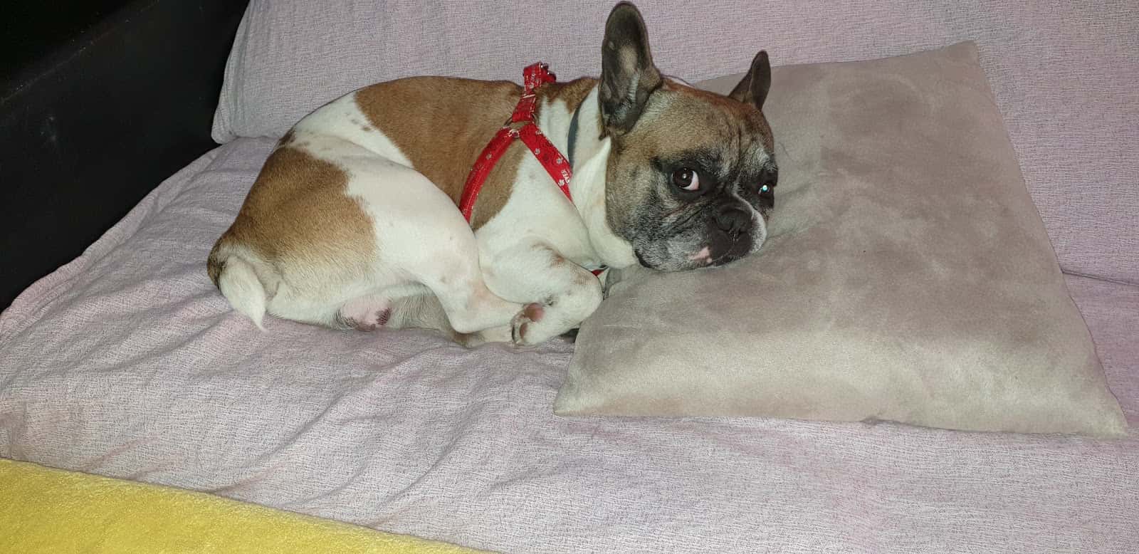 Hospital Veterinario Animales de Compañia