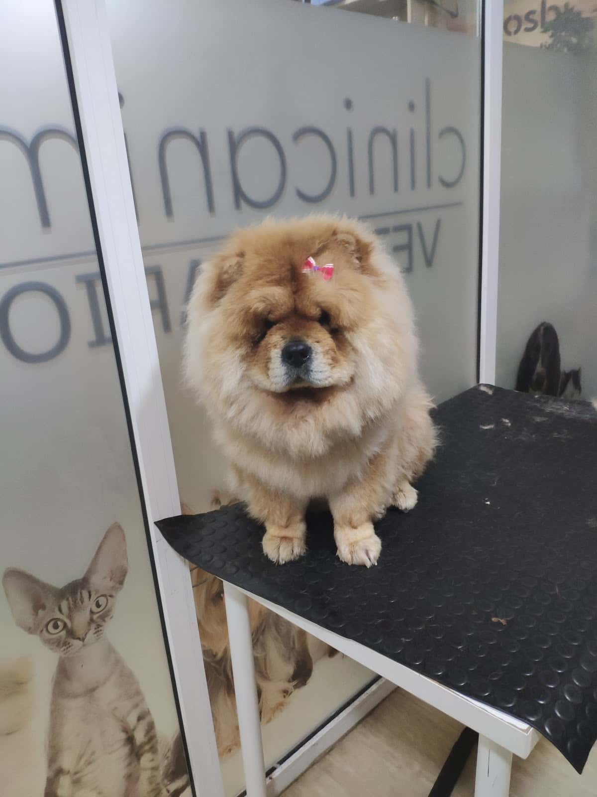 CLINICANIMAL VETERINARIOS