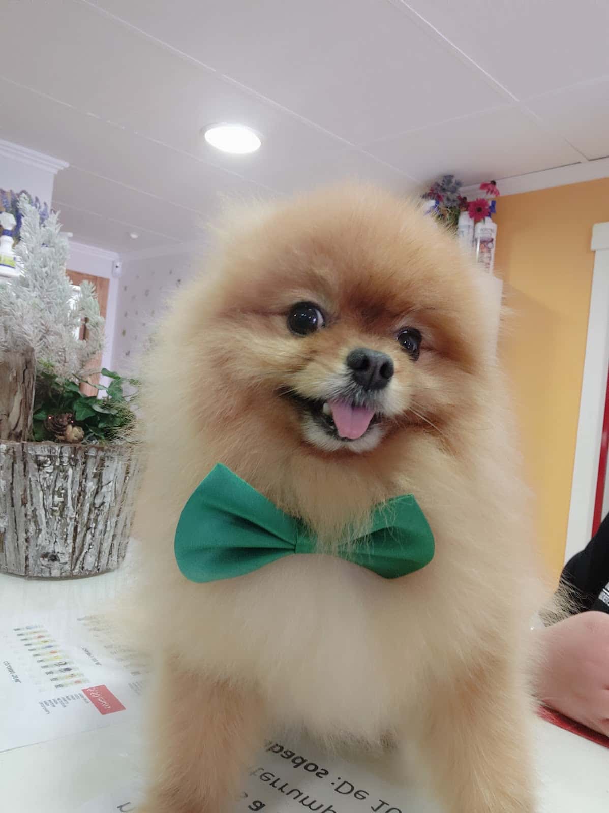 CLINICANIMAL VETERINARIOS