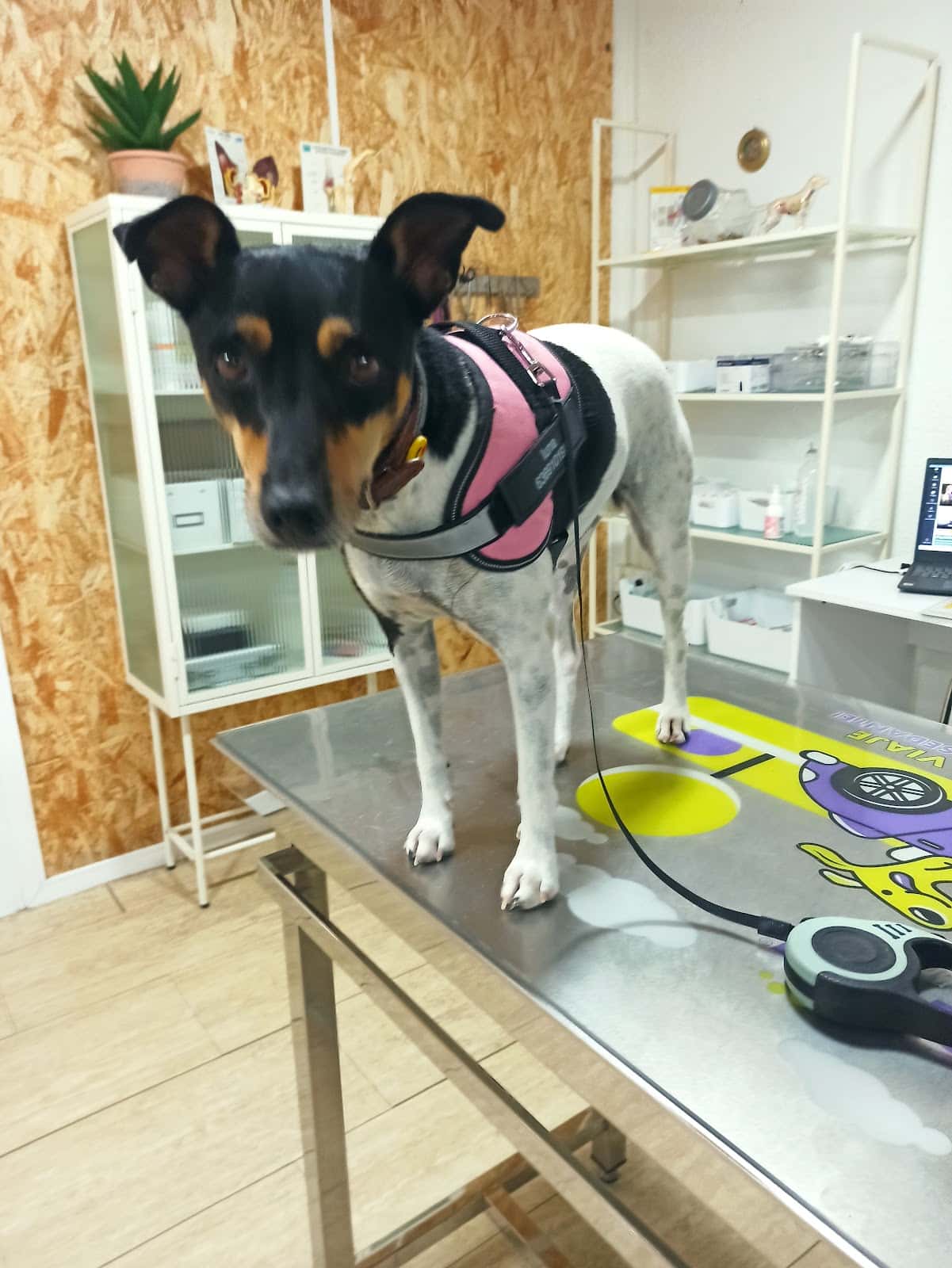 CLINICANIMAL VETERINARIOS