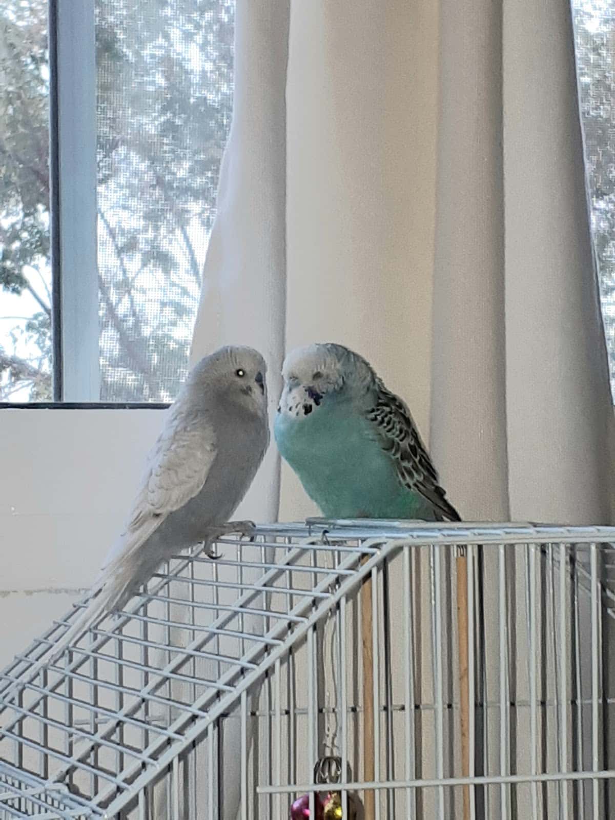 Clínica Veterinaria PLUMAS