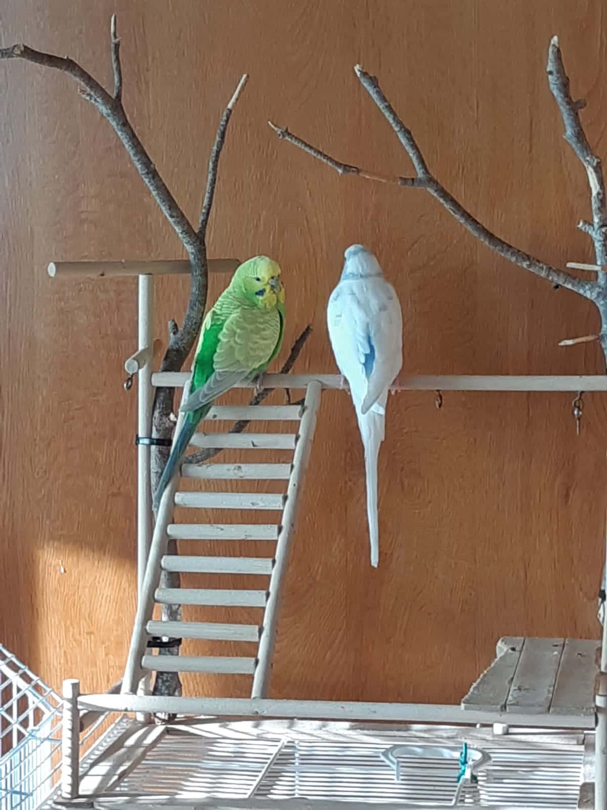 Clínica Veterinaria PLUMAS