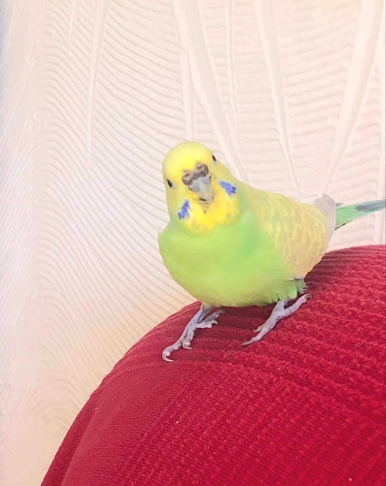 Clínica Veterinaria PLUMAS