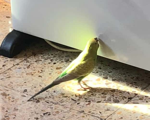 Clínica Veterinaria PLUMAS