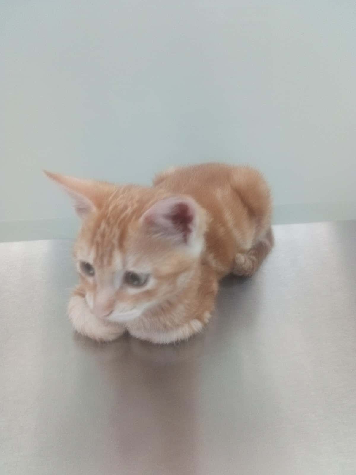 Campeón Clínica Veterinaria