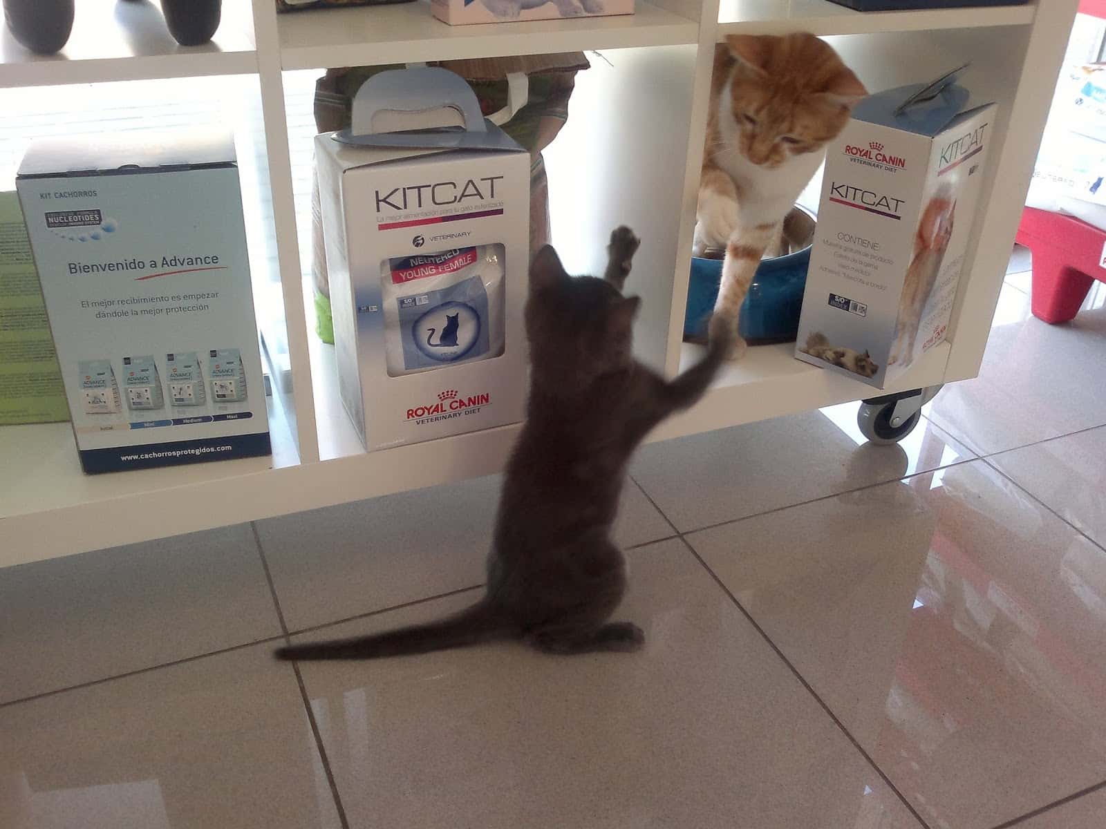 campeon clinica veterinaria veterinario clinica en torre pacheco en murcia principalImage ADOPTA Sitios Pet Friendly