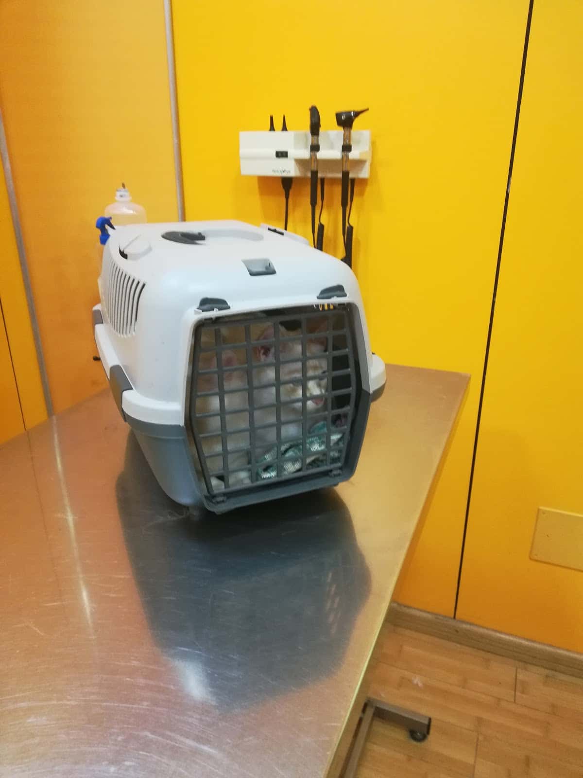 Clínica Veterinaria Cachorros